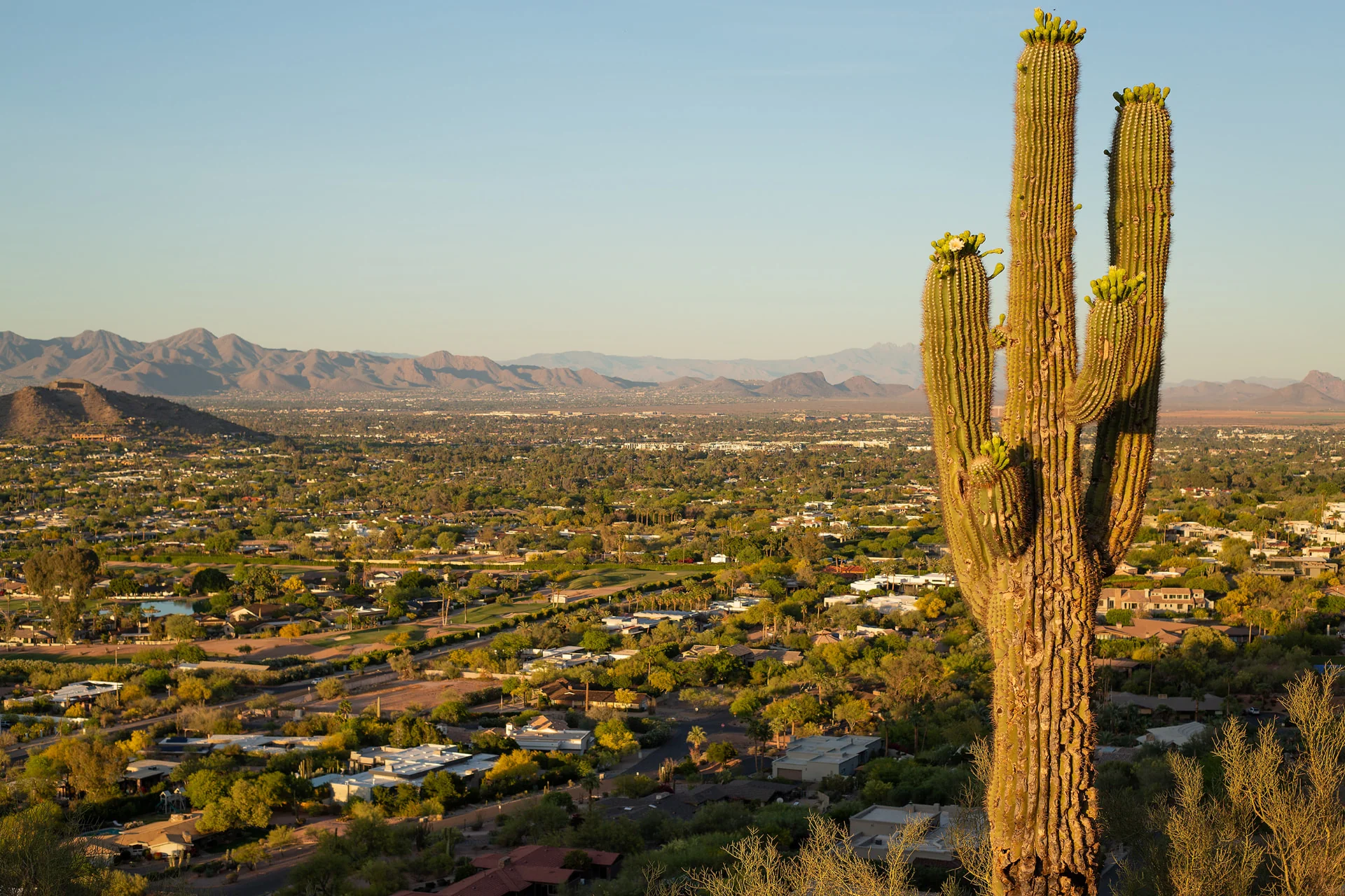 Saguaro cactus overlooking Paradise Valley, Arizona at golden hour